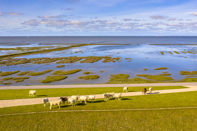 Nordsee_Deich_Schafe